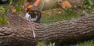 Best Tree Trimming and Pruning  in Spring Mount, PA